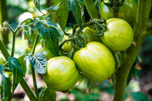 green tomatoes on a bush grow in the garden, close up photo