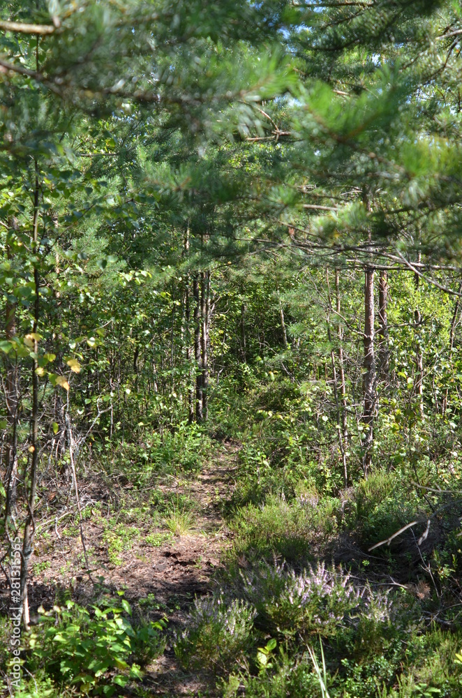 forest path forest path