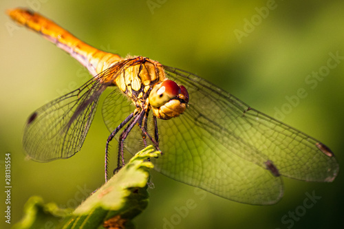 Macro shot of dragonfly who standing on a branch