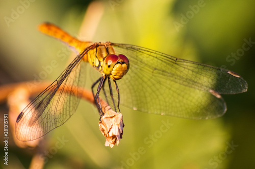 Macro shot of dragonfly who standing on a branch