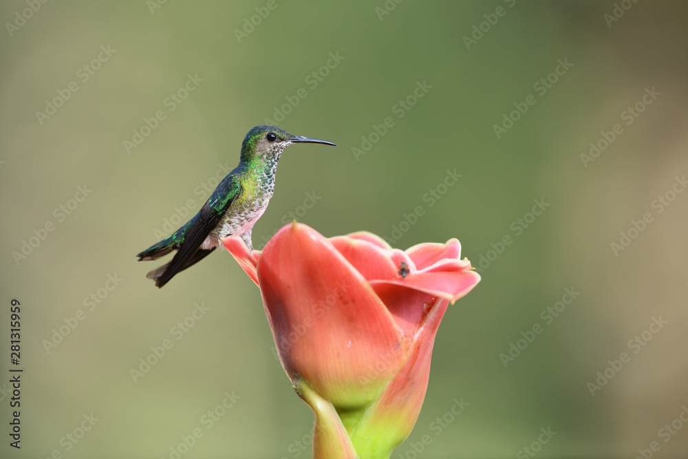 Fototapeta premium White-necked jacobin sitting on pink flower