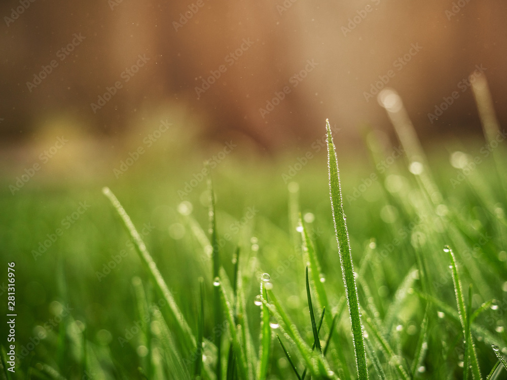 Obraz premium Fresh green grass in a meadow with drops of water beads and warm orange blurred background.
