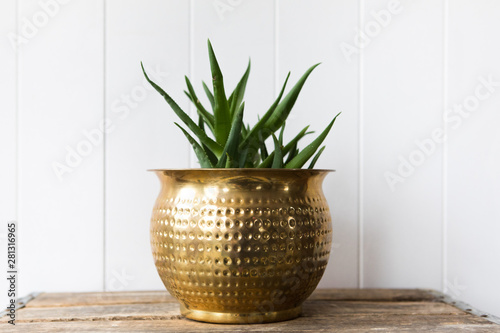 Brass Planter with Green Plant photo
