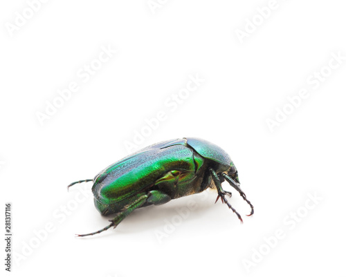 One green firefly. © ANASTASIIA