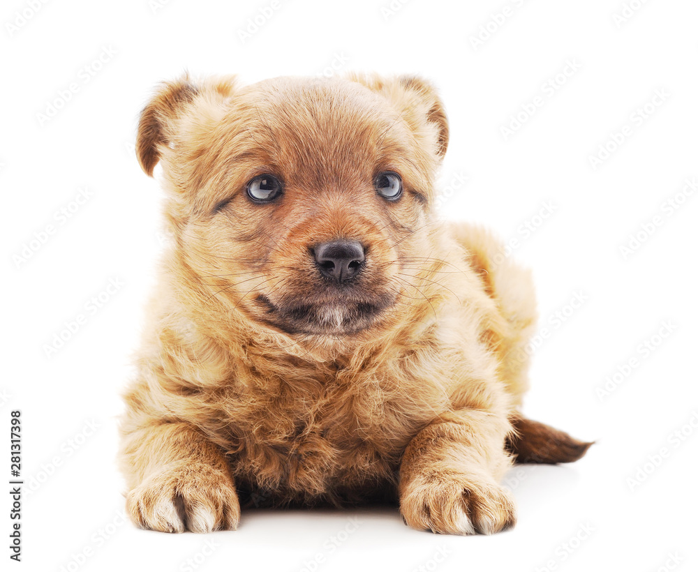 Little brown puppy. Little brown puppy.