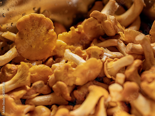 Yellow chanterelle (cantharellus cibarius) Close up, selective focus. Eatable mushrooms.