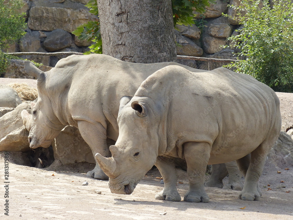 Naklejka premium Zoo