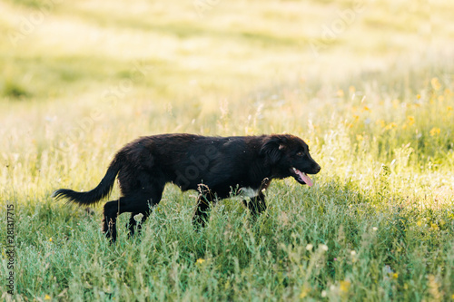 Dog in Pasture photo