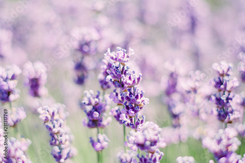 Lavender photo