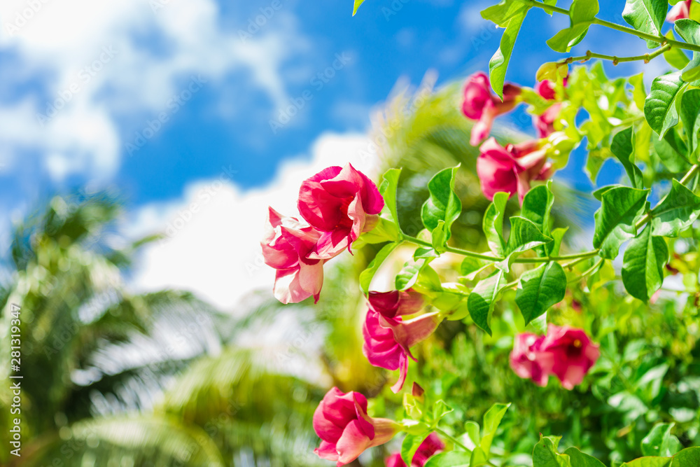Exotic Pink flowers on blue sky background Exotic Pink flowers on blue sky background