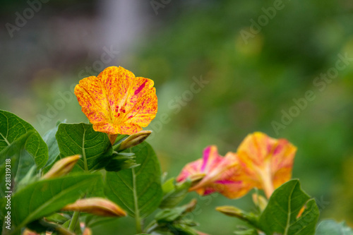 primer plano de la flor de Maravilla anaranjada  (miravilis jalapa) en su arbusto photo