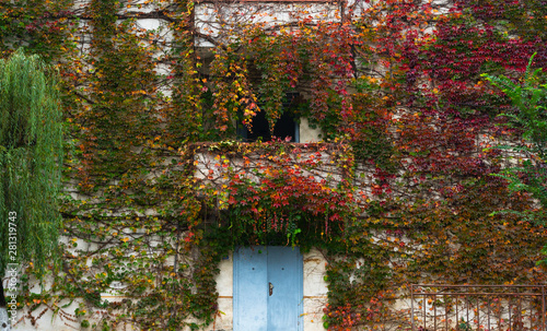 Colorful Ivy coverd the building in Sichuan China at autumn. photo