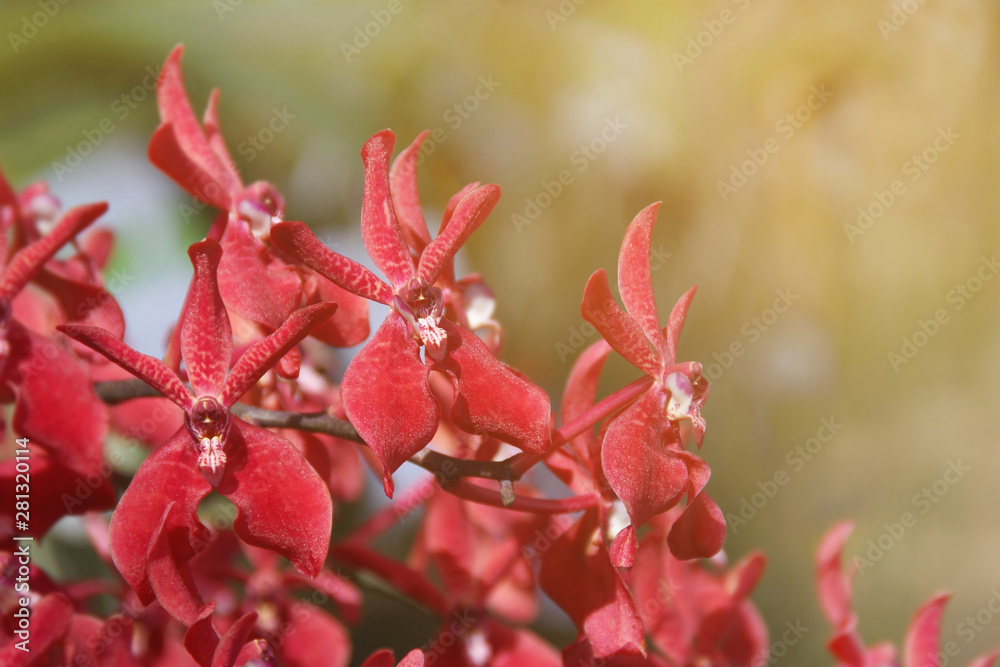 Blooming Red Renanthera Orchid Flowers Blooming Red Renanthera Orchid Flowers