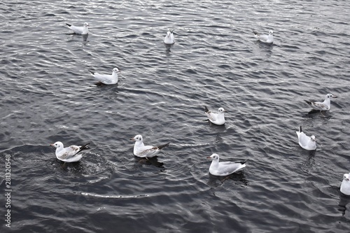 gulls on a river