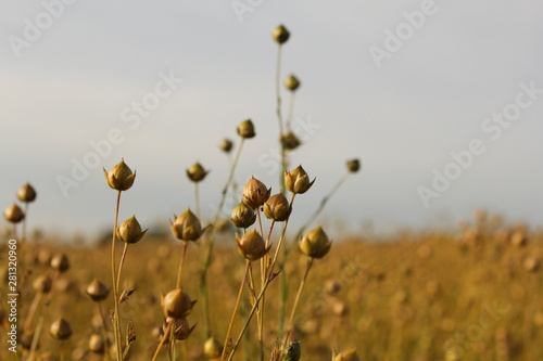 flax seedpods closeup in a large flax field in the dutch countryside in summer