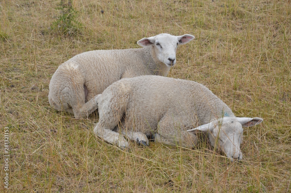 Schafe liegend im Sommer auf der Weide Schafe liegend im Sommer auf der Weide