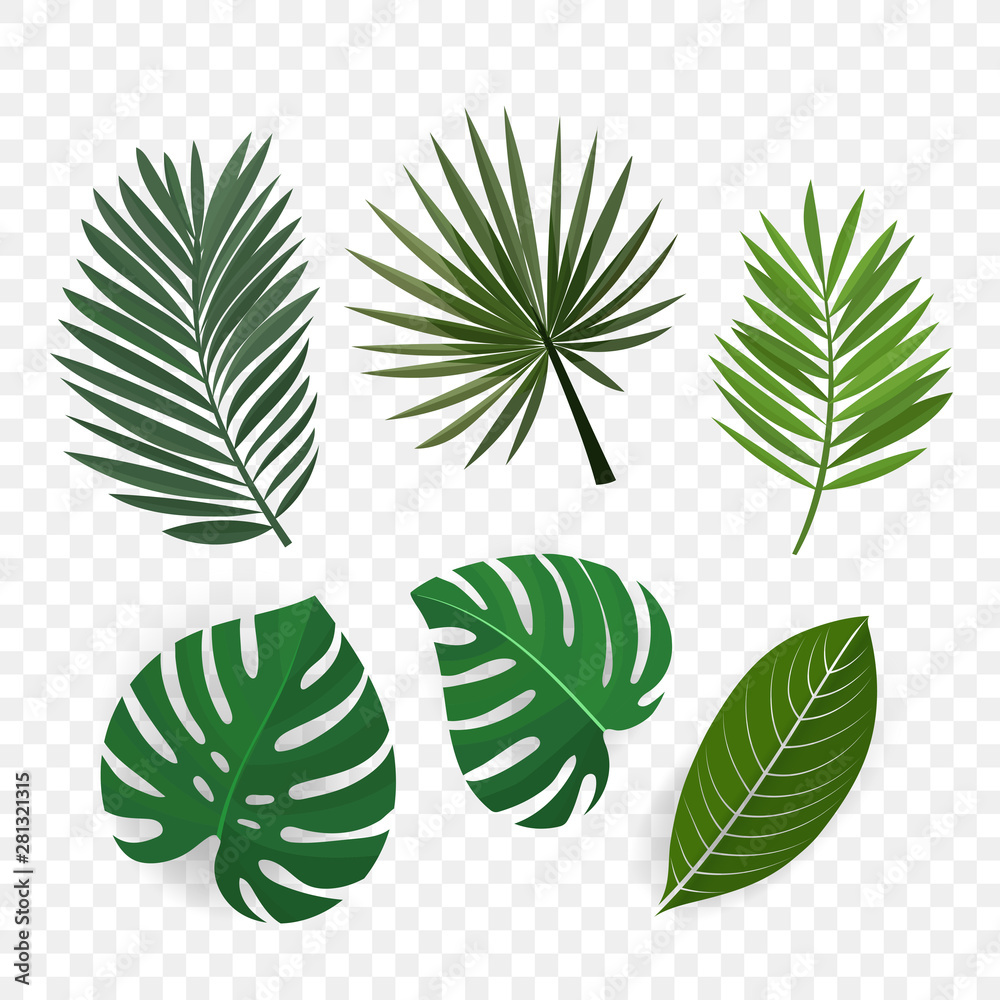 Palm leaves vector clip art Palm leaves vector clip art