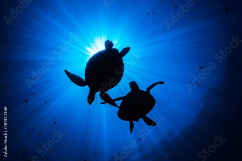 Fotografi Turtles Silhouette