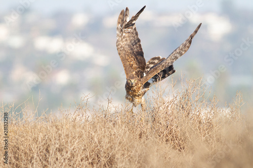 Harrier Lift-off photo