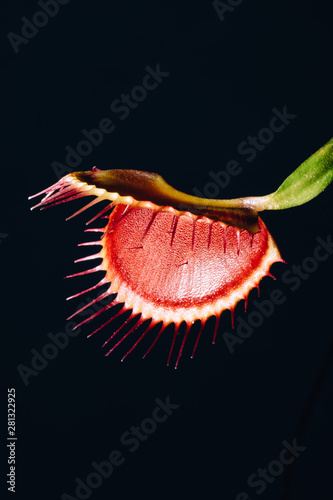 Dionaea muscipula ? a carnivorous plant also known as the Venus fly trap that catches food photo
