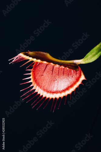 Dionaea muscipula ? a carnivorous plant also known as the Venus fly trap that catches food