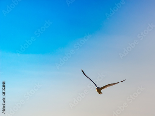 seagull flies in the blue sky