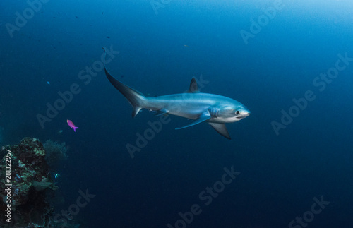 Thresher Shark on the Reef photo