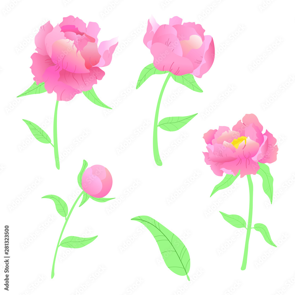 Vector illustration. Beautiful, bright set of pink peonies. White background. 