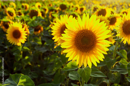 Sunflower natural background. Sunflower blooming. Agriculture field.