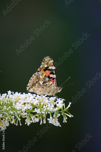 Painted Lady on a Summer Lilac