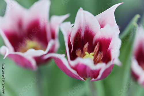 Holland tulips close up. Spring blooming flowers
