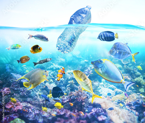 Fishes watch a floating bottle. Problem of plastic pollution under the sea concept.