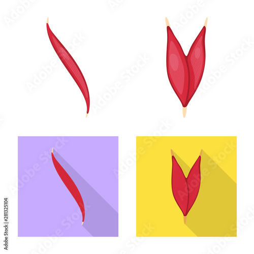 Isolated object of fiber and muscular icon. Collection of fiber and body stock symbol for web.