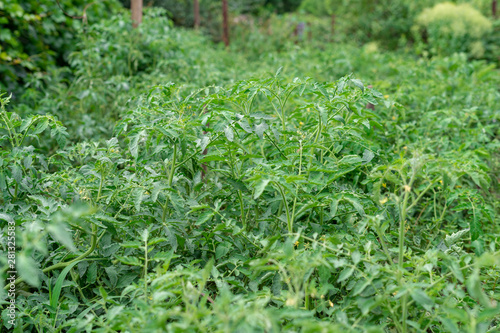 Plantation of tomato bushes green background. Tomatoes agriculture farm. Tomato plants in farmland.
