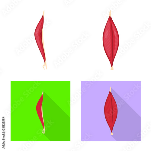 Vector illustration of fiber and muscular sign. Set of fiber and body stock symbol for web.