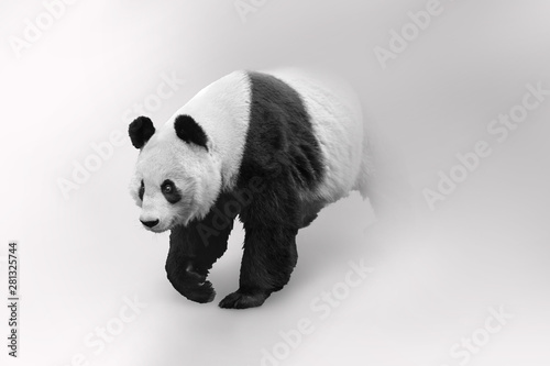 Giant panda bear adored by the world and considered a national treasure in China