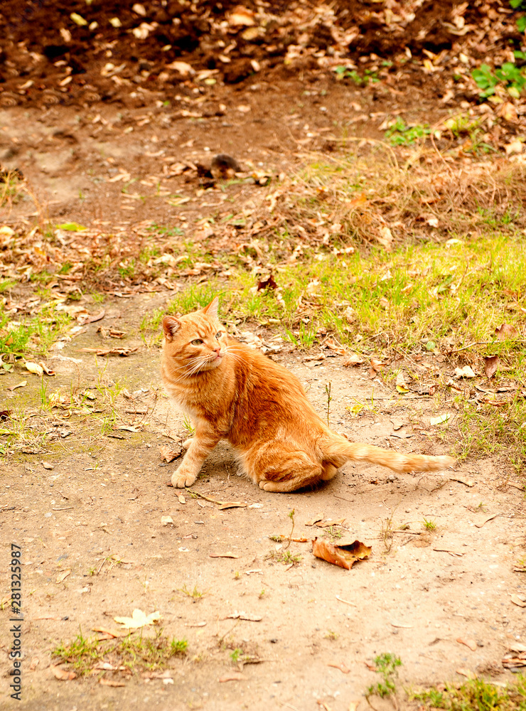 large homeless red cat sitting on the ground. large homeless red cat sitting on the ground.