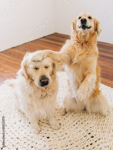 golden retriever smugly smacking another on the head photo