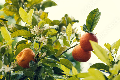 Three bitter orange fruit on a tree with white blossoms No people Selective focus