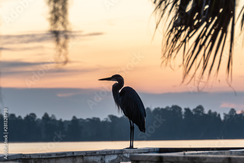 Silhouette of a great blue heron watching the sunrise view