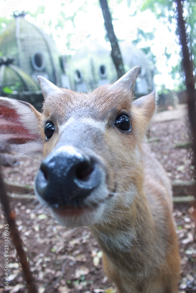 Fototapeta premium Ragunan Zoo