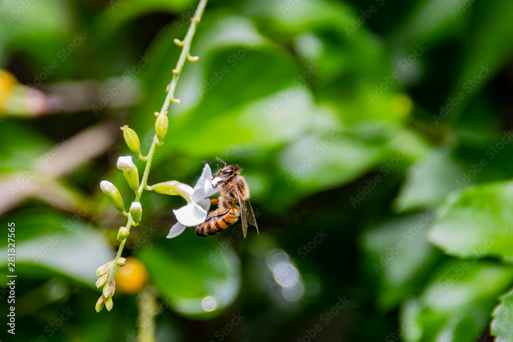 Bee standing on a white flower gathering pollen Bee standing on a white flower gathering pollen