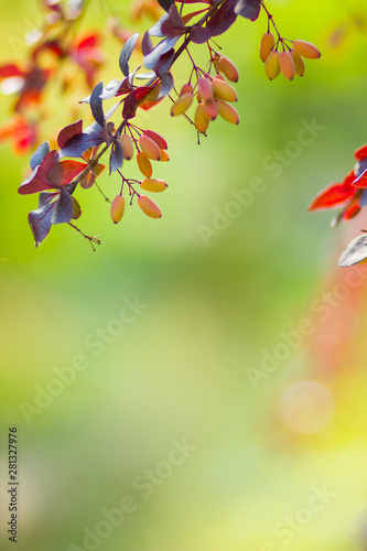 Barberry fruits ripening on the branch. Branch with red leaves on a blurred background. Colorful leaves on barberry bush. Autumn pattern. Copy space