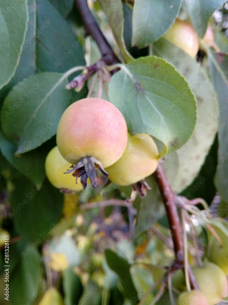 Small apples on branches with green leaves Small apples on branches with green leaves