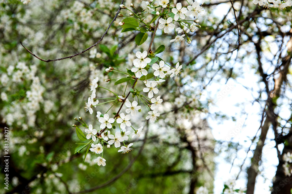 Cherry blossom background. Beautiful spring cherry tree blossoms against blurred  background.  spring season scene. soft selective focus