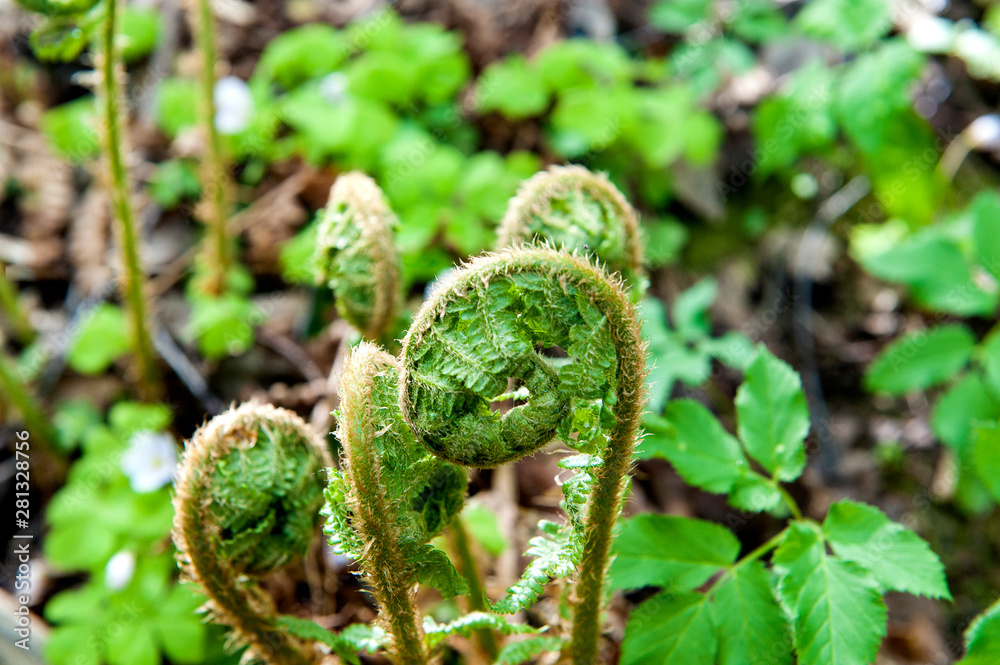 Young fern shoots .spring season, summer time.Soft selective focus Young fern shoots .spring season, summer time.Soft selective focus