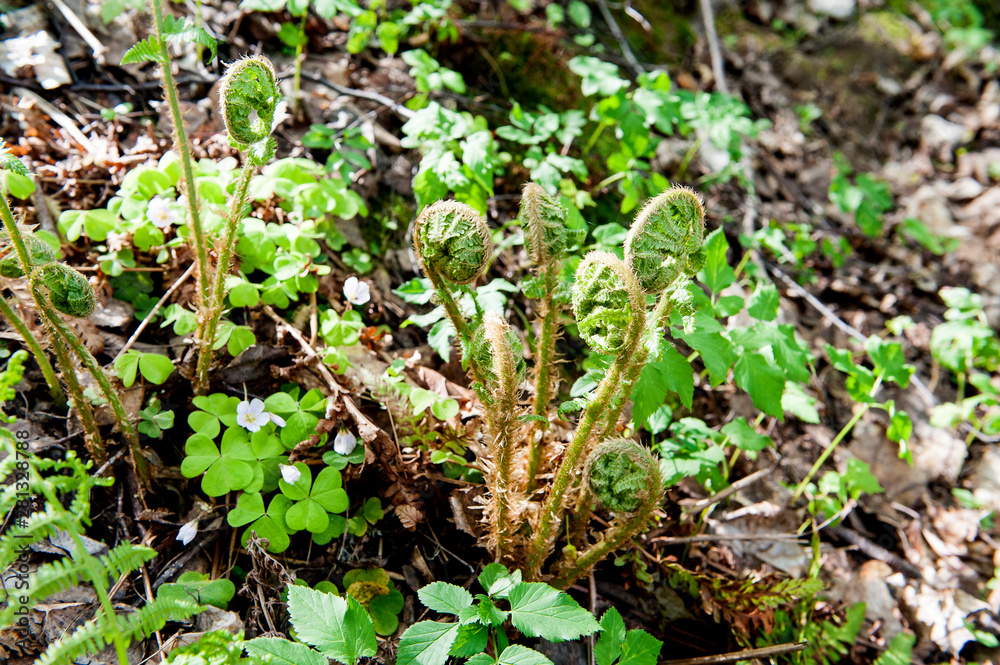 Young fern shoots on a snowy may day..spring season, summer time.Soft selective focus Young fern shoots on a snowy may day..spring season, summer time.Soft selective focus