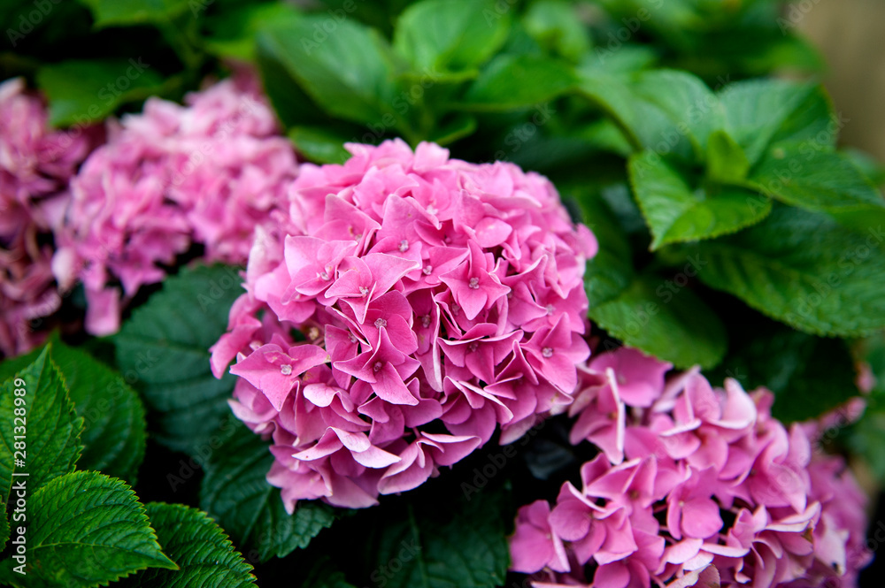 bouquet, blooming pink hydrangea bush.abstract natural background, spring,summer day, bouquet, blooming pink hydrangea bush.abstract natural background, spring,summer day,