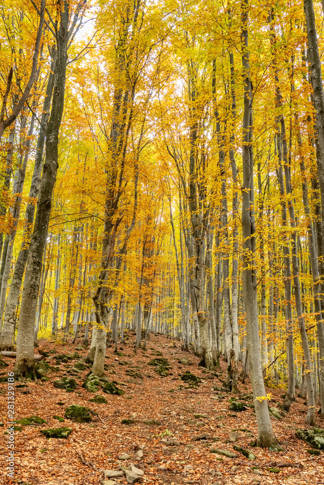 Autumn forest trees landscape Autumn forest trees landscape