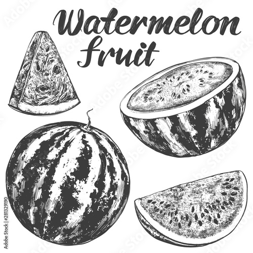 fruit watermelon hand drawn vector illustration realistic sketch